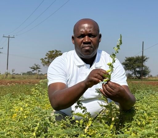 chickpea seed