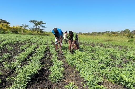 chickpea seed production