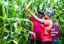 Kenya unlocks private capital for smallholder farmers with KES 276m agri-securitisation deal