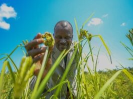 Researchers unlock faster path to improved finger millet varieties