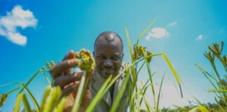 Researchers unlock faster path to improved finger millet varieties