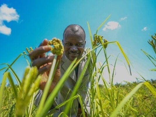 Researchers unlock faster path to improved finger millet varieties