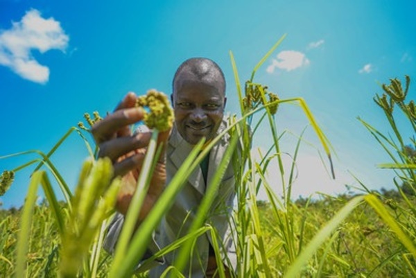 finger_millet