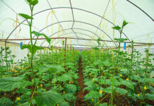 Rwanda launches greenhouse crop insurance to protect farmers’ investments