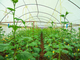 Rwanda launches greenhouse crop insurance to protect farmers’ investments