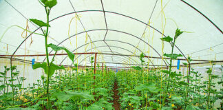 Rwanda launches greenhouse crop insurance to protect farmers’ investments