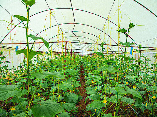Rwanda launches greenhouse crop insurance to protect farmers’ investments