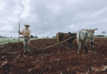 How Artificial Intelligence Is Helping West African Farmers Stay Ahead of Unpredictable Rains