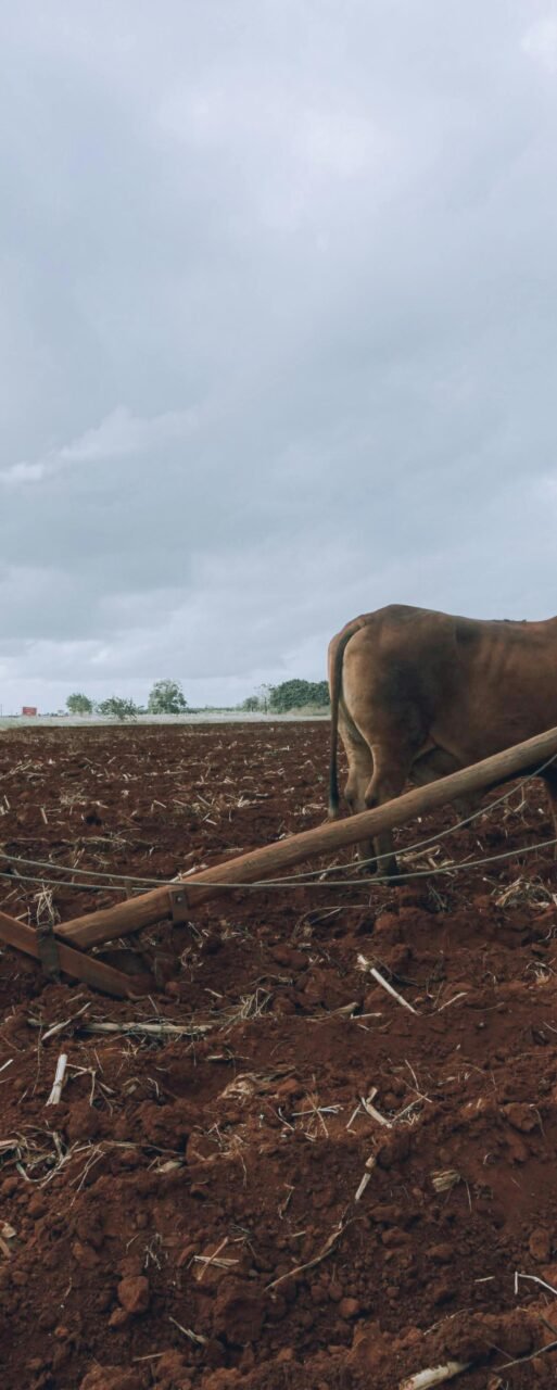 smallholder-farmer-uncertain-weather