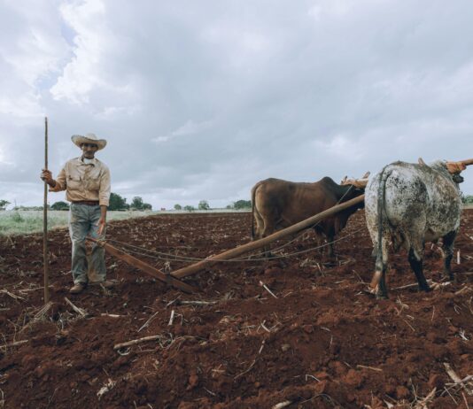How Artificial Intelligence Is Helping West African Farmers Stay Ahead of Unpredictable Rains