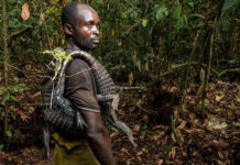 Increasing urban wild meat consumption in central Africa poses threat to wildlife, food security