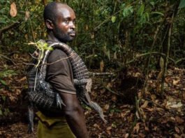 New blueprint to help countries detect disease threats before they spill over from wildlife to livestock and people