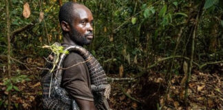 Increasing urban wild meat consumption in central Africa poses threat to wildlife, food security