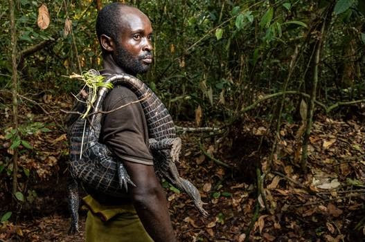 Increasing urban wild meat consumption in central Africa poses threat to wildlife, food security