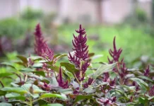 Scientists map amaranth’s genetic diversity in breakthrough for climate-resilient agriculture