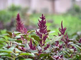 Scientists map amaranth’s genetic diversity in breakthrough for climate-resilient agriculture