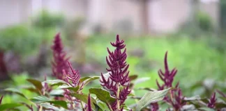 Scientists map amaranth’s genetic diversity in breakthrough for climate-resilient agriculture