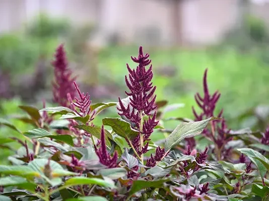 Scientists map amaranth’s genetic diversity in breakthrough for climate-resilient agriculture