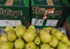 India market access: A lifeline for SA apple industry competitiveness