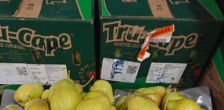 India market access: A lifeline for SA apple industry competitiveness