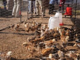 New layer-hen project by SAAI, AfriForum, Batlhako ba ga Motlhware Traditional Council & NHTKL goes live through intercultural collaboration