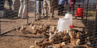 New layer-hen project by SAAI, AfriForum, Batlhako ba ga Motlhware Traditional Council & NHTKL goes live through intercultural collaboration