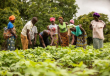 Nuru, Helmsley launch $7.5M cross-border initiative to spur agribusiness growth in Burkina Faso and Ghana