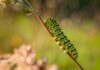 Powder Keg: Pollinators, Pesticides and Politics