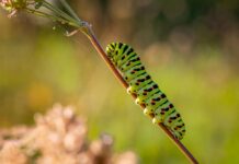 Powder Keg: Pollinators, Pesticides and Politics