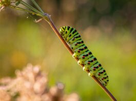 Powder Keg: Pollinators, Pesticides and Politics