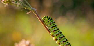 Powder Keg: Pollinators, Pesticides and Politics