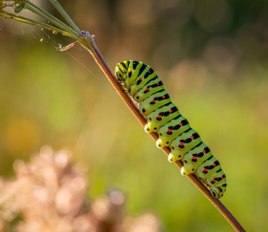 Powder Keg: Pollinators, Pesticides and Politics