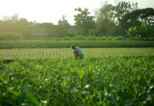 OPINION: Putting Foodprints on the Agenda for SA National Environment Month – Part 1