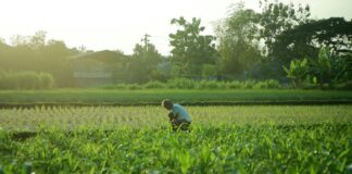 OPINION: Putting Foodprints on the Agenda for SA National Environment Month – Part 1
