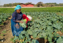 Ethiopia releases first-ever kale varieties in landmark boost for vegetable sector
