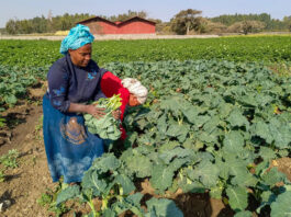 Ethiopia releases first-ever kale varieties in landmark boost for vegetable sector