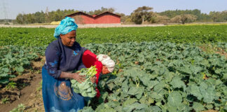 Ethiopia releases first-ever kale varieties in landmark boost for vegetable sector