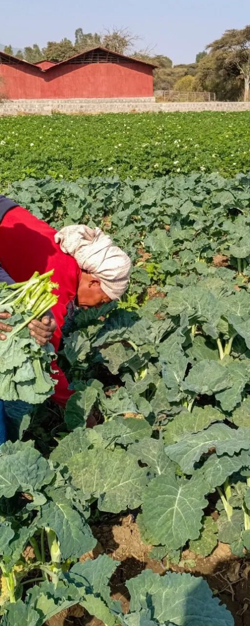 Farmers in Ethiopia harvest kale variety K14. Photo courtesy of @worldvegetablecentre
