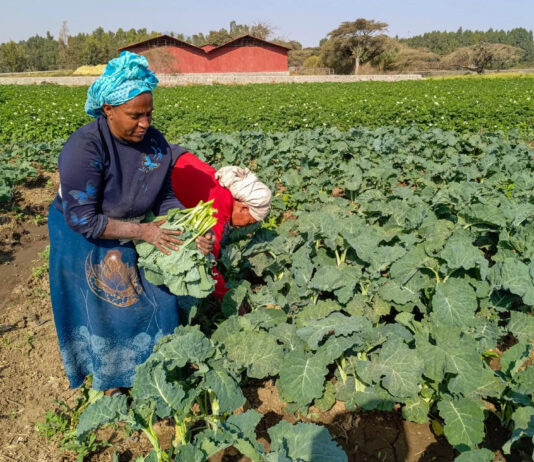 Ethiopia releases first-ever kale varieties in landmark boost for vegetable sector