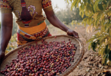 Jacobs brings sustainability to life through its Wunderbar Project in Tanzania
