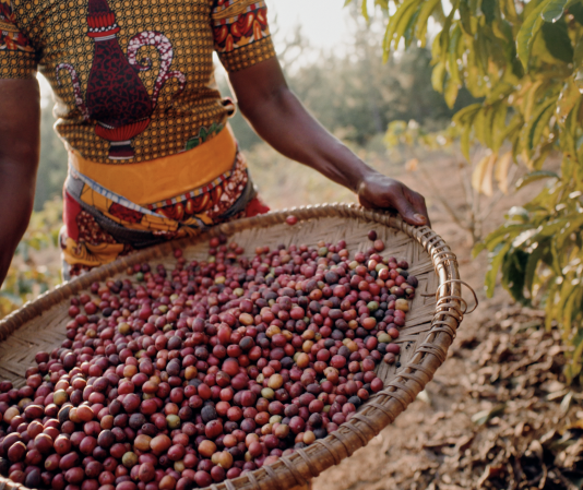 Jacobs brings sustainability to life through its Wunderbar Project in Tanzania