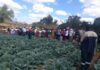 Nyabvedzi Village Business Unit: Collaboration That Drives Farming Success