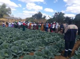 Nyabvedzi Village Business Unit: Collaboration That Drives Farming Success