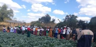 Nyabvedzi Village Business Unit: Collaboration That Drives Farming Success