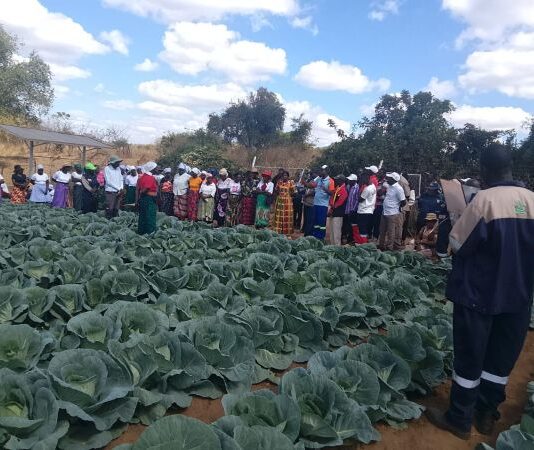 Nyabvedzi Village Business Unit: Collaboration That Drives Farming Success
