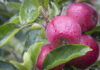 Flash Gala turnaround year signals strong future in global apple market