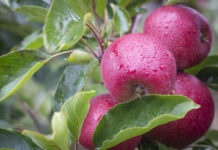 Flash Gala turnaround year signals strong future in global apple market