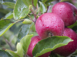 Flash Gala turnaround year signals strong future in global apple market