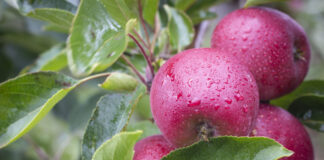 Flash Gala turnaround year signals strong future in global apple market