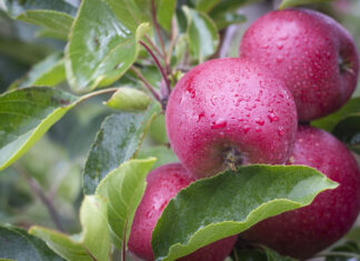 Flash Gala turnaround year signals strong future in global apple market